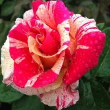 Pink - biela - stromčekové ruže - Rosa Wekrosopela - mierna vôňa ruží - vôňa