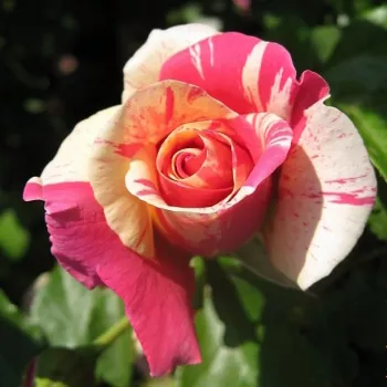Rosa Wekrosopela - pink - biela - climber, popínavá ruža