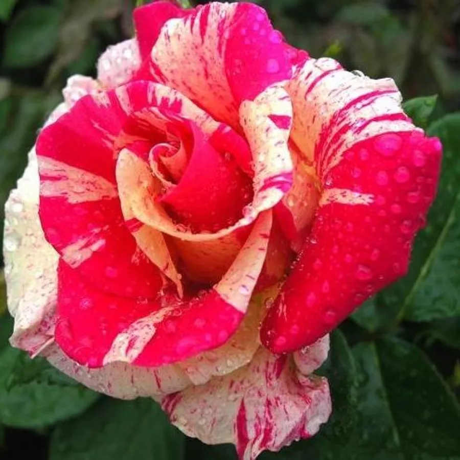 Roz - alb - Trandafiri - Wekrosopela - răsaduri și butași de trandafiri 