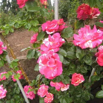 Rosa con rayas blanco - rosales trepadores - rosa de fragancia discreta - miel