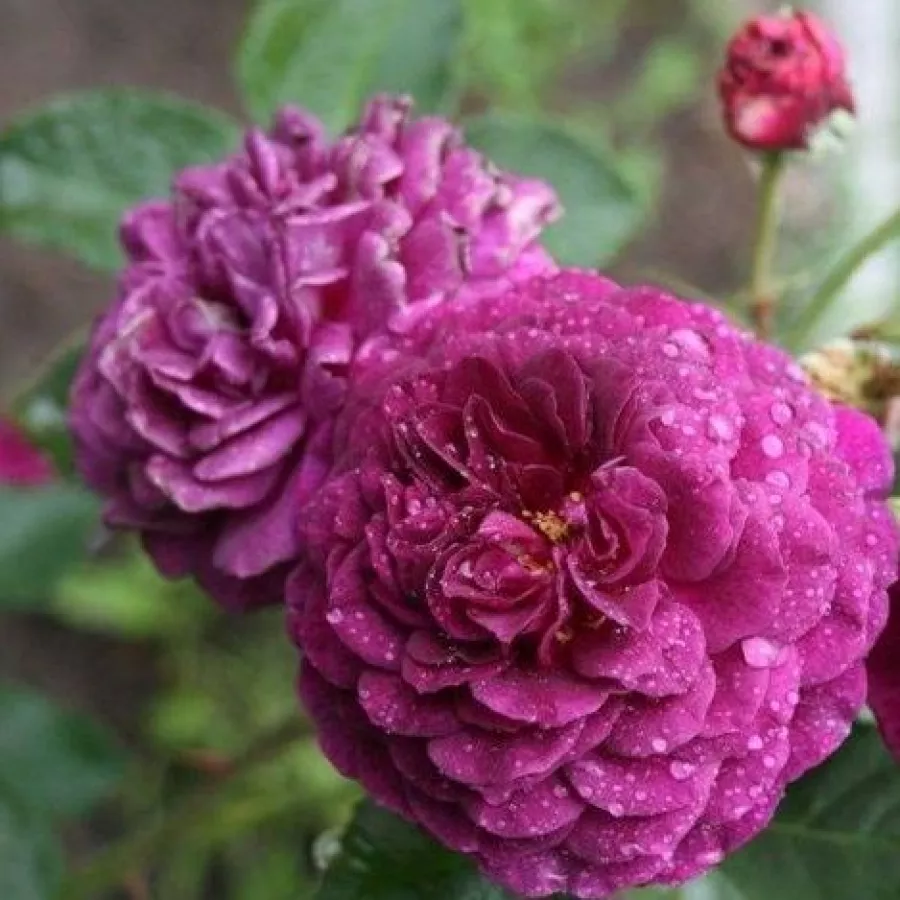 Porpora - Rosa - Weksmopur - Produzione e vendita on line di rose da giardino