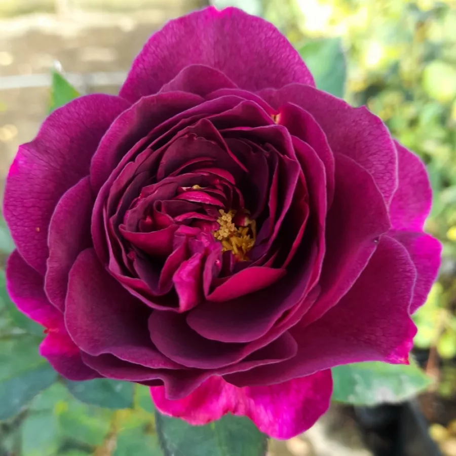 Rosa intensamente profumata - Rosa - Weksmopur - Produzione e vendita on line di rose da giardino