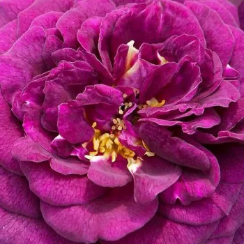 Online rózsa webáruház - virágágyi floribunda rózsa - lila - intenzív illatú rózsa - málna aromájú - Weksmopur - (75-80 cm)