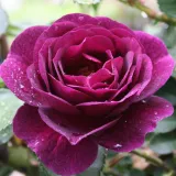 Vijolična - drevesne vrtnice - Rosa Weksmopur - Vrtnica intenzivnega vonja