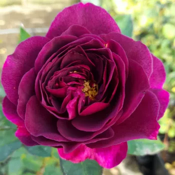 Rosa Weksmopur - fialová - Stromkové ruže,  kvety kvitnú v skupinkáchstromková ruža s kríkovitou tvarou koruny
