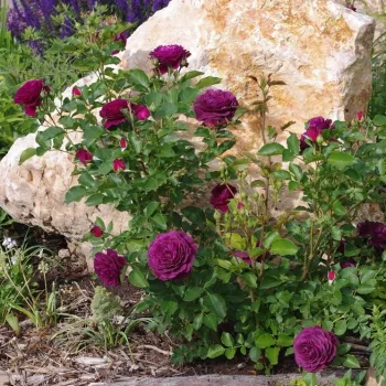 Lila - rózsaszín árnyalat - virágágyi floribunda rózsa - intenzív illatú rózsa - málna aromájú