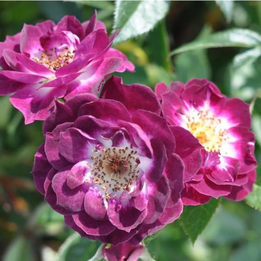 Purple - biały - Róża - Wekwibypur - Szkółka Róż Rozaria