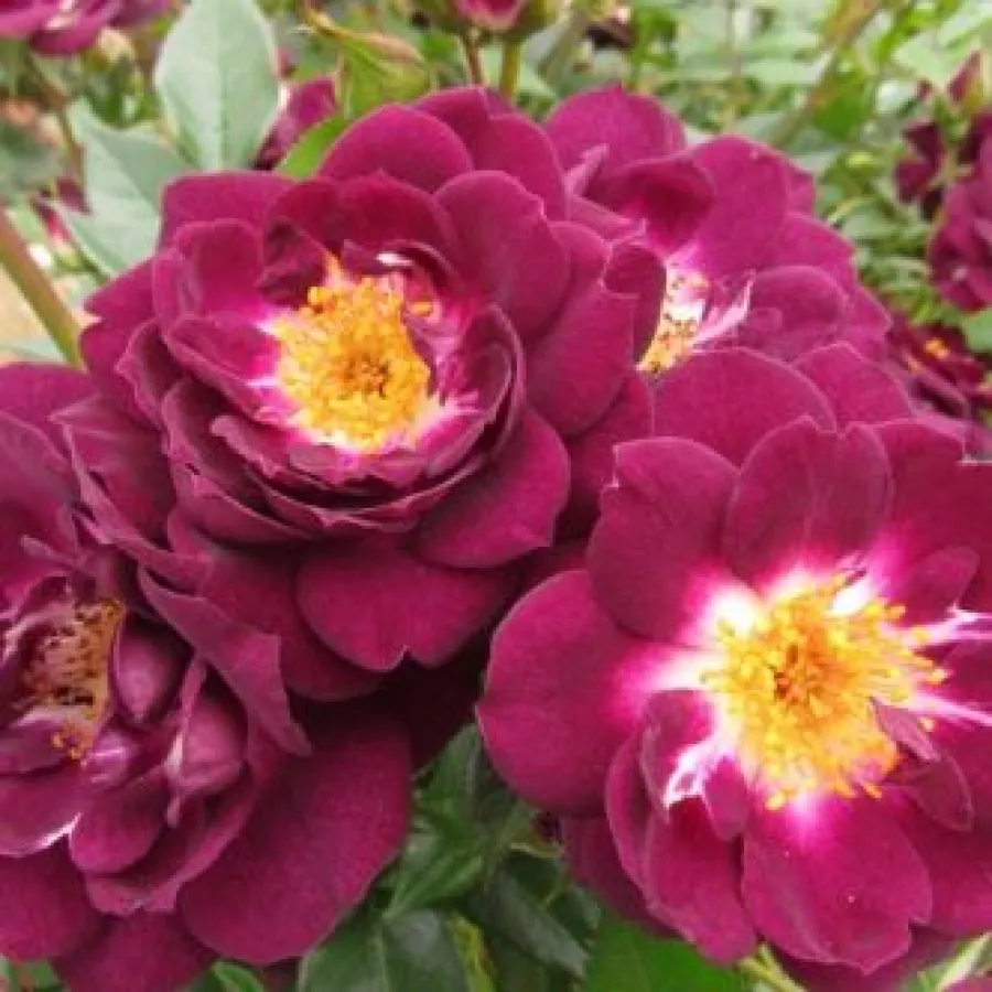 Drevesne vrtnice - - Roza - Wekwibypur - 
