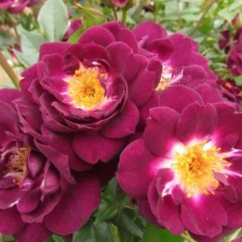 Rosa Wekwibypur - lila - fehér - apróvirágú - magastörzsű rózsafa