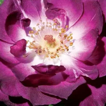 Comprar rosales online - Púrpura - Blanco - Rosales miniatura  - rosa de fragancia intensa - Rosal Bánát - Tom Carruth - Las flores tienen colores únicas que quedan bien plantadas en el jardín o en macetas como adorno de terrazas.