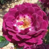 Mini - patuljasta ruža - ljubičasto - bijelo - Rosa Wekwibypur - intenzivan miris ruže