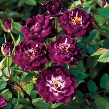 Temno vijolična z belimi pikami - Mini - pritlikave vrtnice   (40-50 cm)