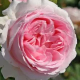 Rózsaszín - nosztalgia rózsa - Online rózsa vásárlás - Rosa Wellenspiel ® - diszkrét illatú rózsa - méz aromájú