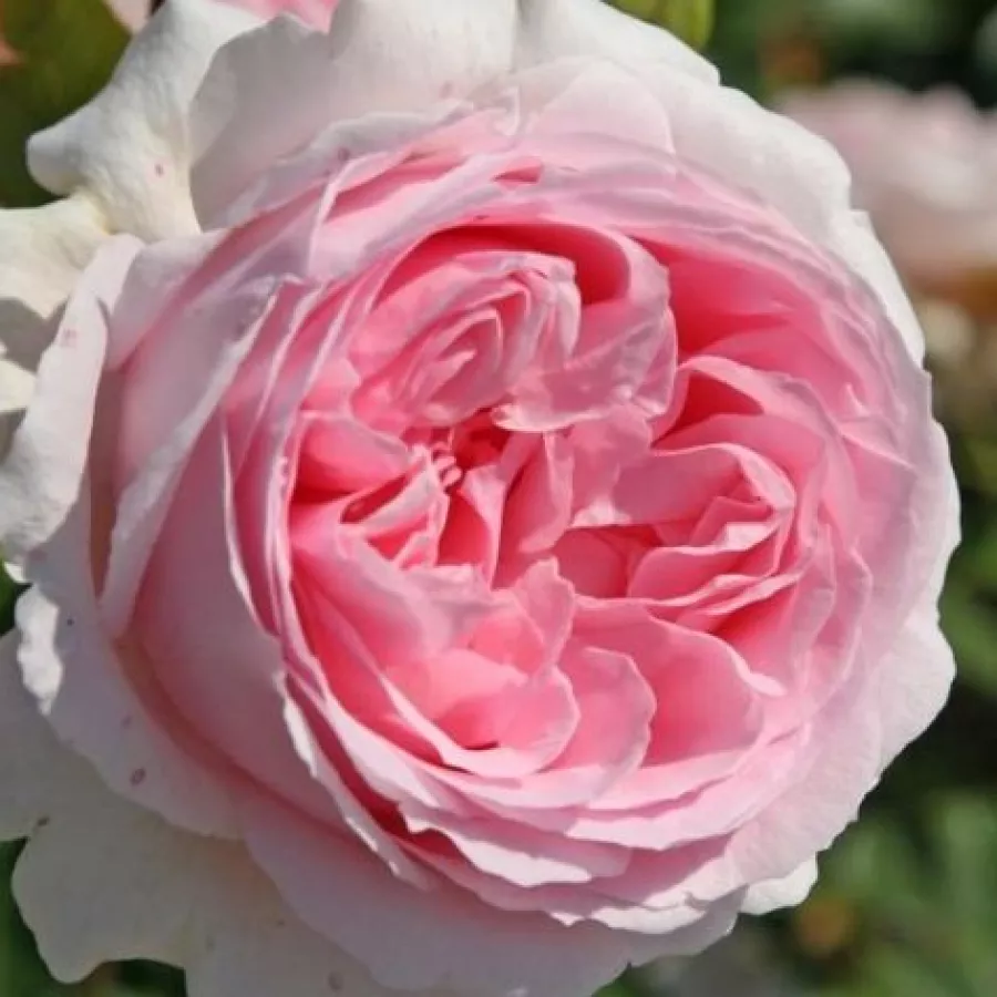 Rose Nostalgiche - Rosa - Wellenspiel ® - Produzione e vendita on line di rose da giardino