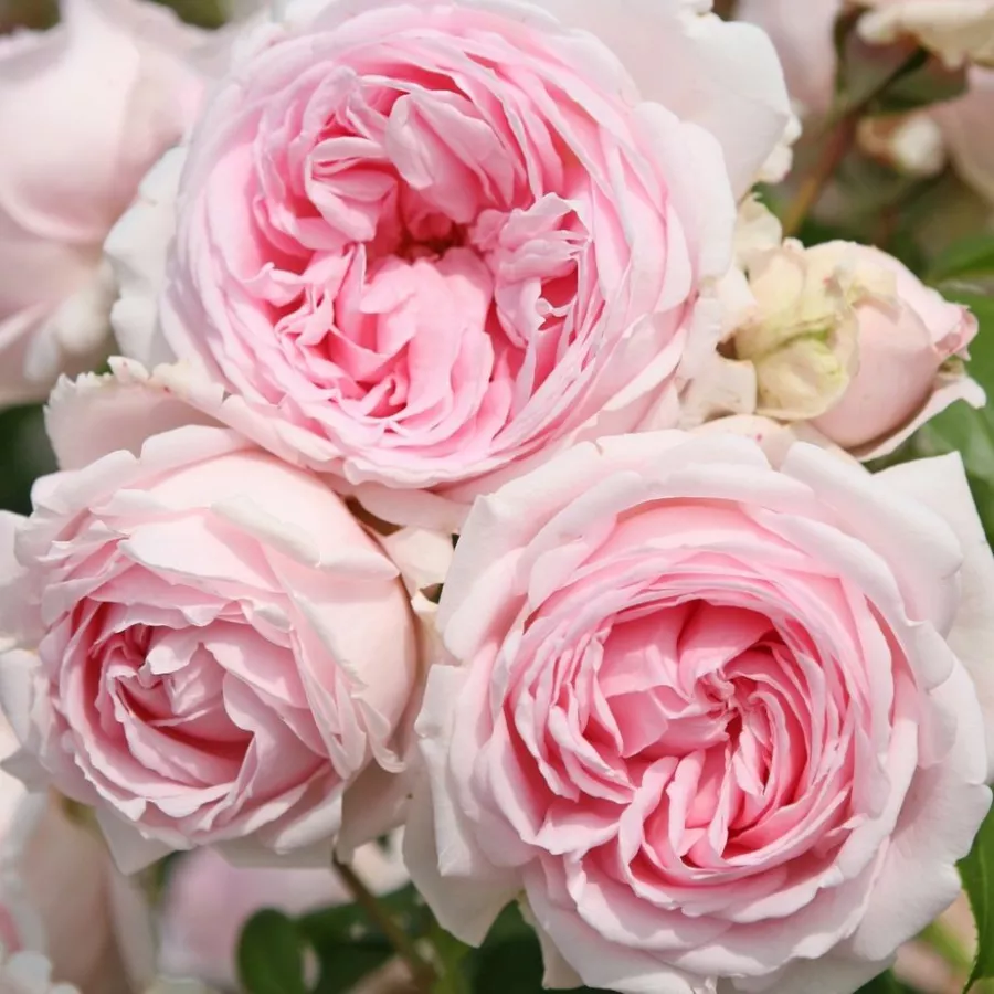 Roz - Trandafiri - Wellenspiel ® - Trandafiri online