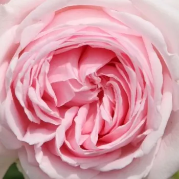 Ruže - online - koupit - nostalgická ruža - ružová - mierna vôňa ruží - vôňa - Wellenspiel ® - (90-150 cm)