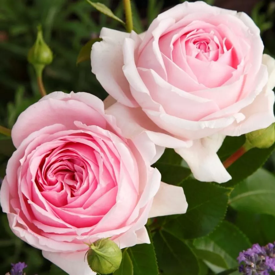 Trandafiri pomisor - Trandafir copac cu trunchi înalt – cu flori în buchet - Trandafiri - Wellenspiel ® - 