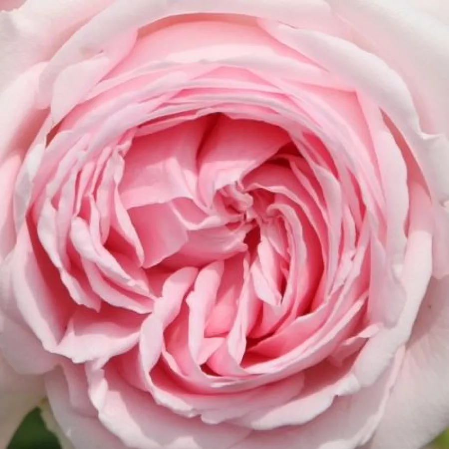 Csokros - Rózsa - Wellenspiel ® - Kertészeti webáruház