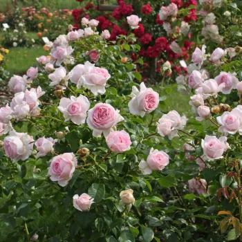 Rose pâle - Fleurs groupées en bouquet - rosier à haute tige - buissonnant