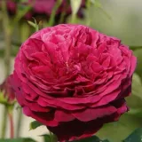 Vörös - angol rózsa - Online rózsa vásárlás - Rosa Ausvelvet - intenzív illatú rózsa - tea aromájú
