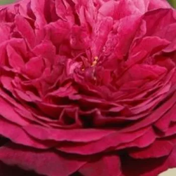 Rózsák webáruháza. - vörös - angol rózsa - Ausvelvet - intenzív illatú rózsa - tea aromájú - (75-120 cm)