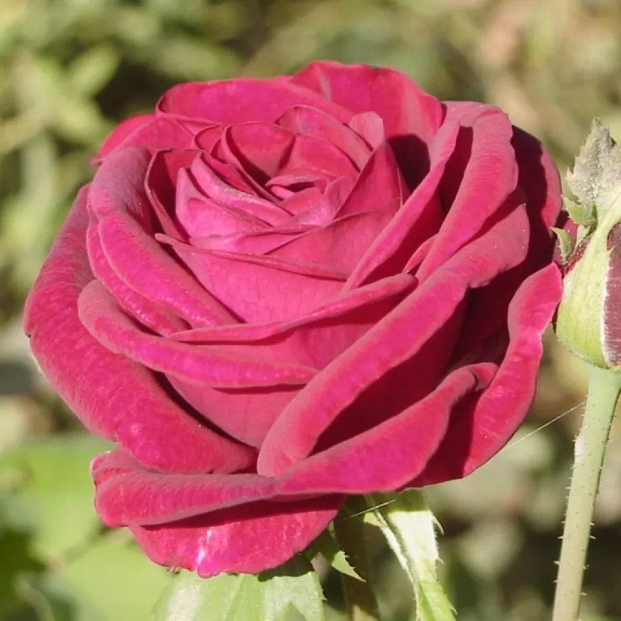 Angielska róża - Róża - Ausvelvet - Szkółka Róż Rozaria