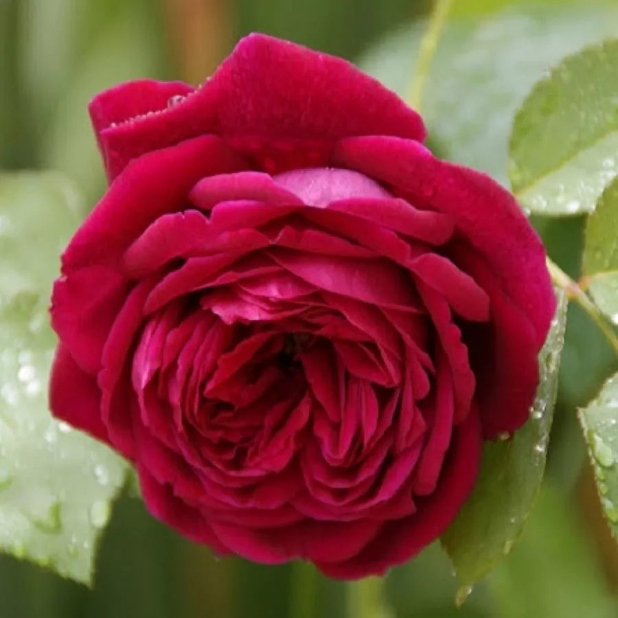 Czerwony - Róża - Ausvelvet - Szkółka Róż Rozaria