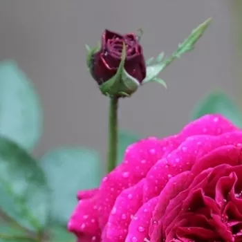 Rosa Ausvelvet - rot - englische rosen