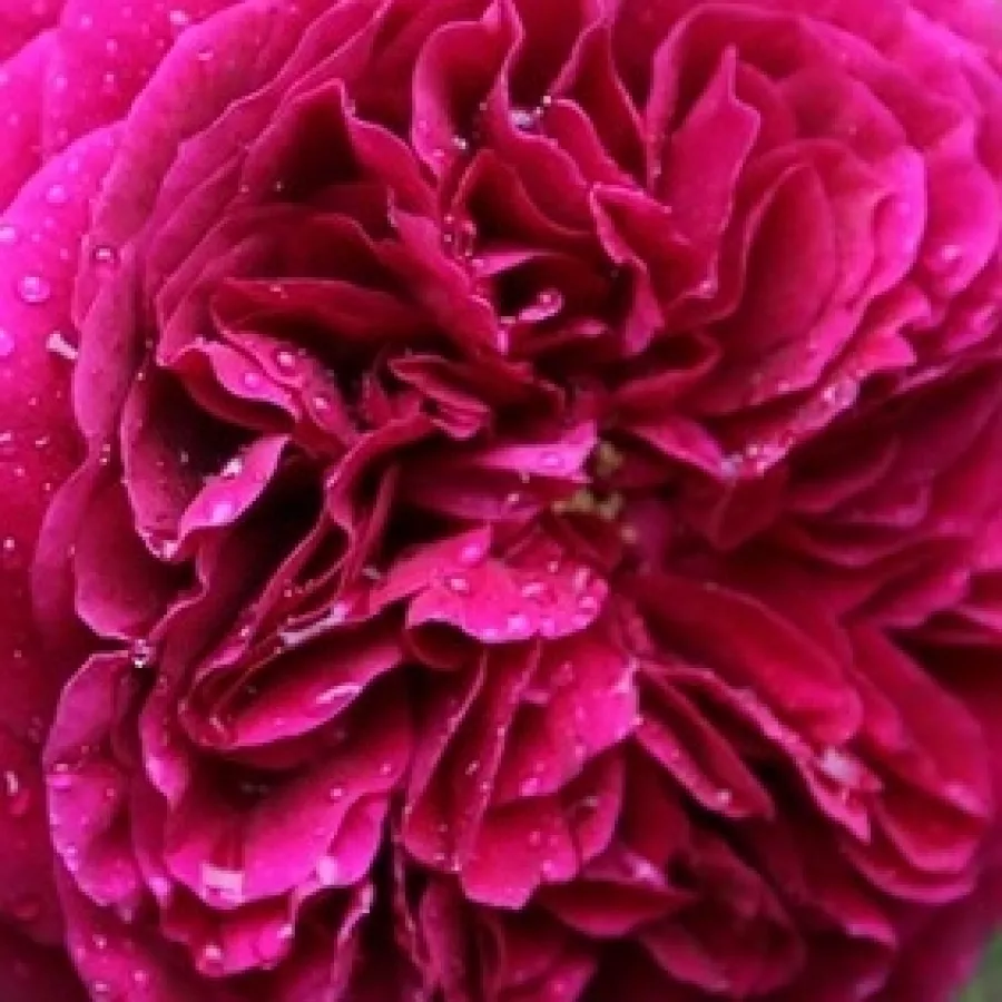 Shrub, English Rose Collection. - Róża - Ausvelvet - Szkółka Róż Rozaria
