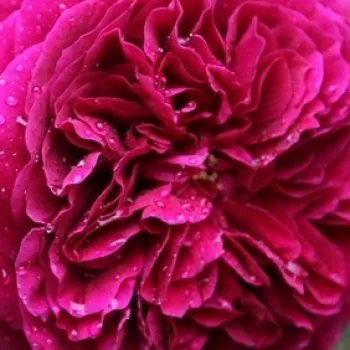 Vrtnice v spletni trgovini - Angleška vrtnica - rdeča - Vrtnica intenzivnega vonja - Ausvelvet - (75-120 cm)