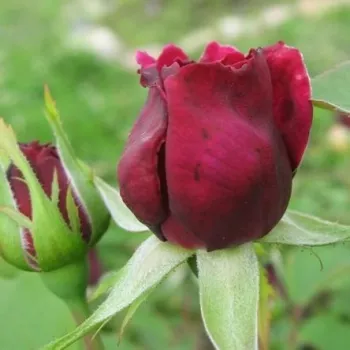 Rosa Ausvelvet - czerwony - róża pienna - Róże pienne - z kwiatami róży angielskiej