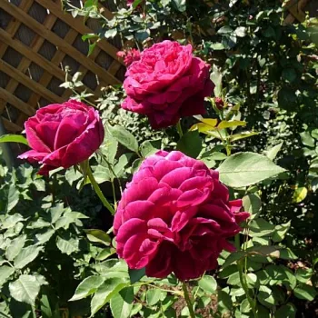 Roșu - trandafiri pomisor - Trandafir copac cu trunchi înalt – cu flori tip trandafiri englezești