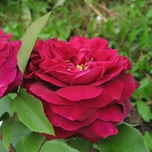 Ausvelvet angol rózsa