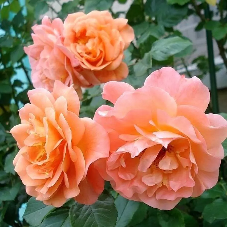 Narancssárga - Rózsa - Westerland® - Online rózsa rendelés
