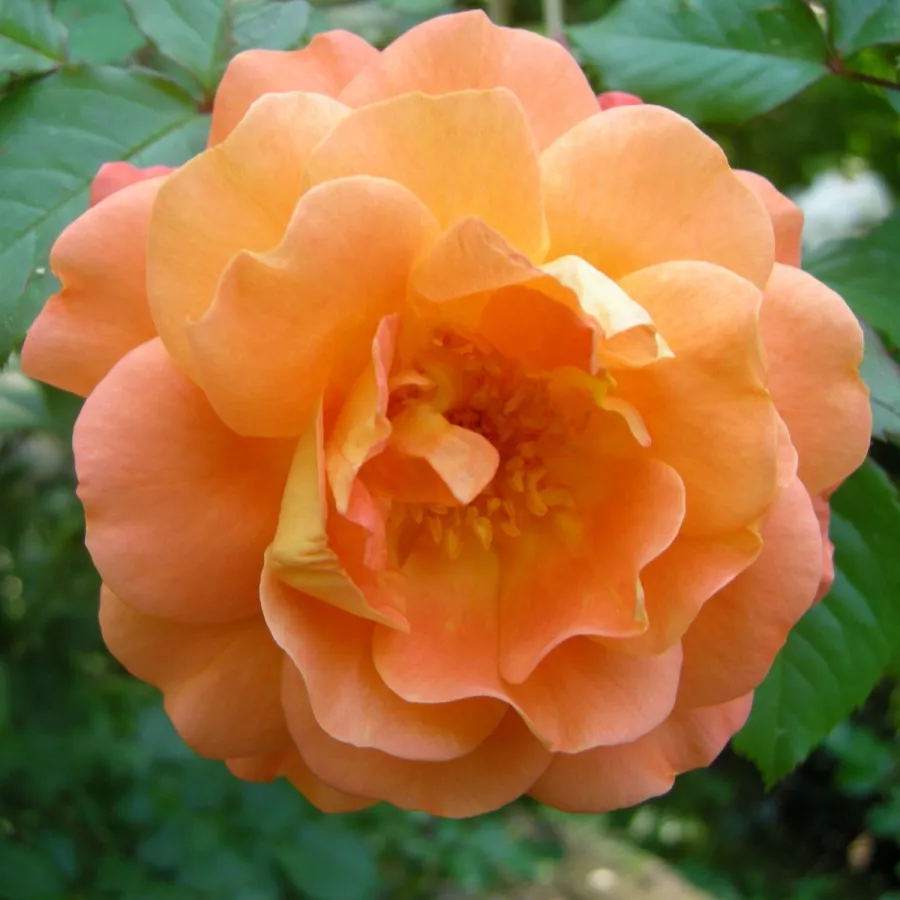Naranča - Ruža - Westerland® - 