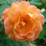 Orange - stammrosen - rosenbaum - Rosa Westerland® - stark duftend