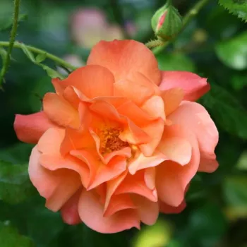 Rosa Westerland® - naranja - árbol de rosas de flores en grupo - rosal de pie alto