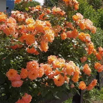 Oranžovo-broskvová - stromkové růže - Stromkové růže, květy kvetou ve skupinkách