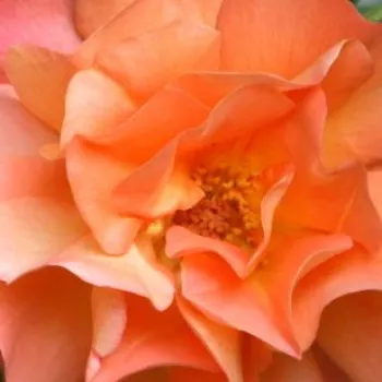 Ružová - školka - eshop  - stromčekové ruže - Stromkové ruže, kvety kvitnú v skupinkách - oranžový - Westerland® - intenzívna vôňa ruží - sladká aróma