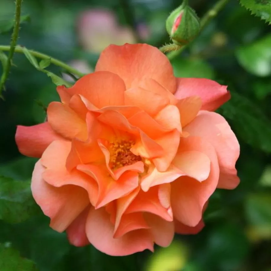 šalica - Ruža - Westerland® - sadnice ruža - proizvodnja i prodaja sadnica