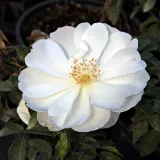 Fehér - talajtakaró rózsa - Online rózsa vásárlás - Rosa White Flower Carpet - intenzív illatú rózsa - barack aromájú