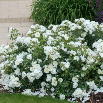 Fehér - talajtakaró rózsa - intenzív illatú rózsa - barack aromájú