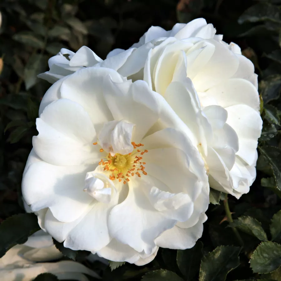 Biały - Róża - White Flower Carpet - Szkółka Róż Rozaria
