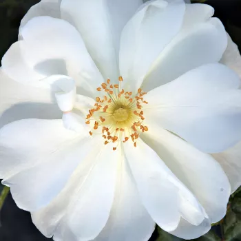 Ruže - eshop  - pôdopokryvná ruža - biely - intenzívna vôňa ruží - broskyňová aróma - White Flower Carpet - (30-70 cm)