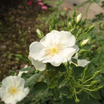 Rosa White Flower Carpet - blanche - Fleurs simples - rosier à haute tige - retombant