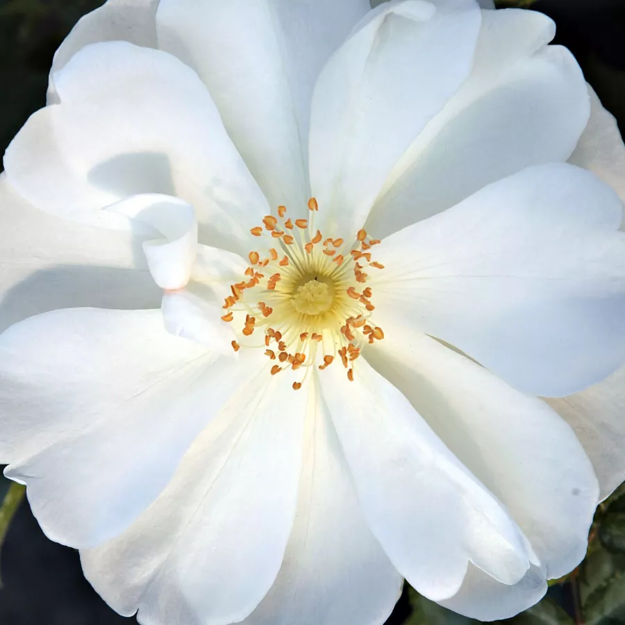 Lapos - Rózsa - White Flower Carpet - online rózsa vásárlás