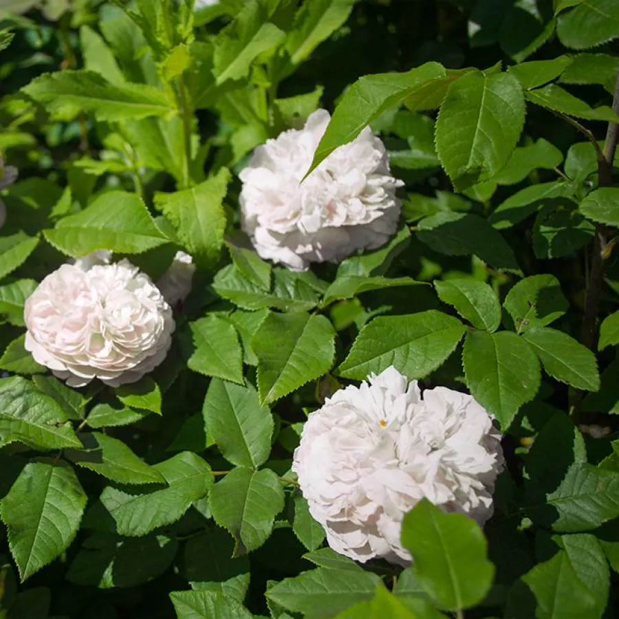 Biely - Ruža - White Jacques Cartier - Ruže - online - koupit