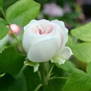Rosa White Jacques Cartier - fehér - történelmi - perpetual hibrid rózsa