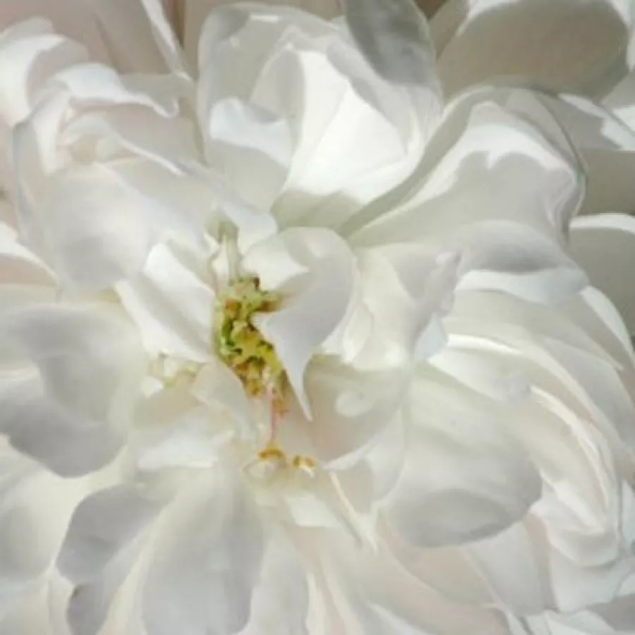 Hybrid Perpetual, Found Rose, Damask - Róża - White Jacques Cartier - Szkółka Róż Rozaria