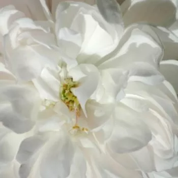 Online rózsa rendelés  - történelmi - perpetual hibrid rózsa - fehér - intenzív illatú rózsa - alma aromájú - White Jacques Cartier - (90-120 cm)